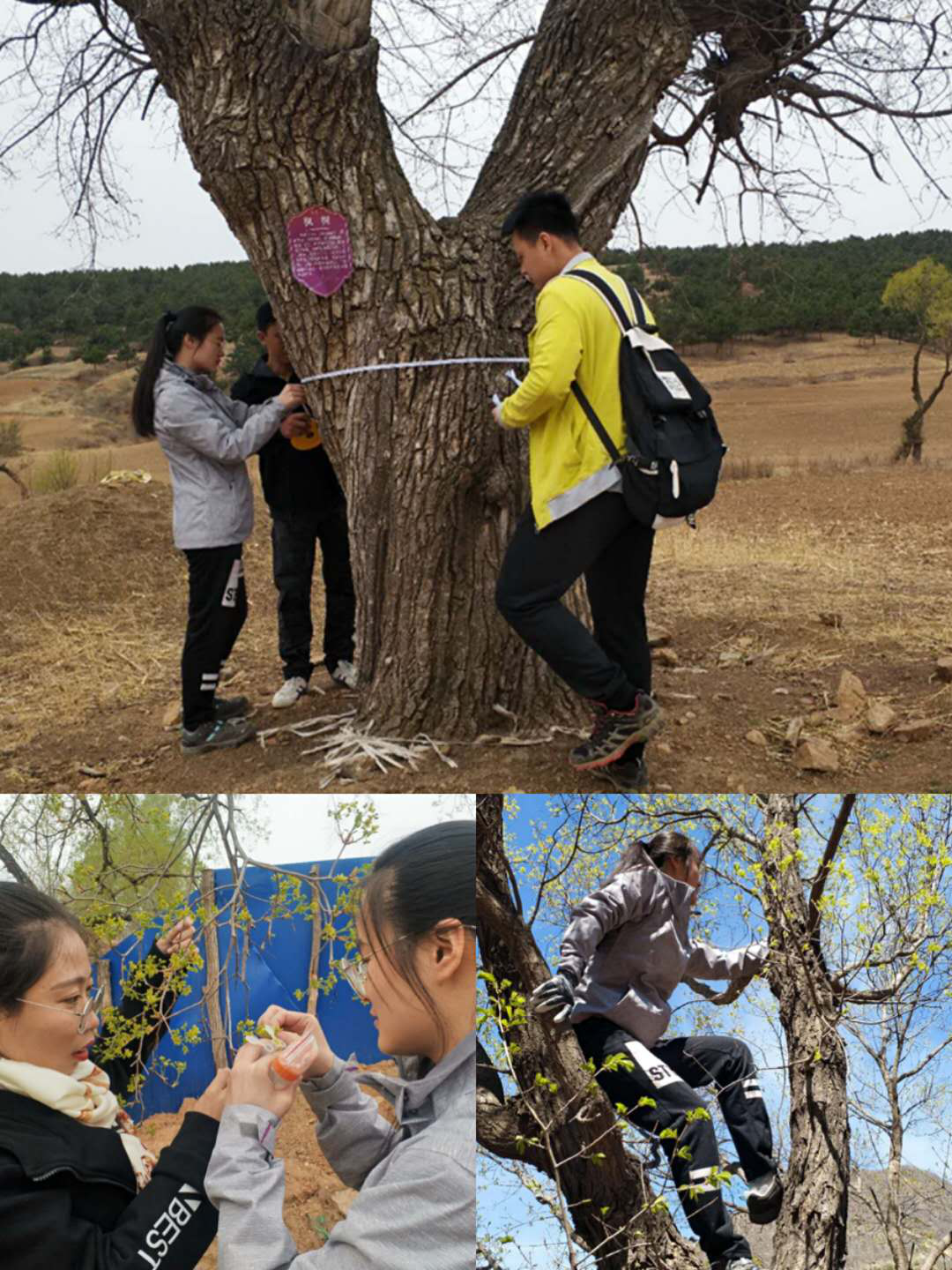 北京师范大学对大黑山自然保护区进行色木槭调查